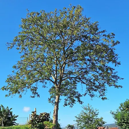 Casa Da Nogueira 別荘