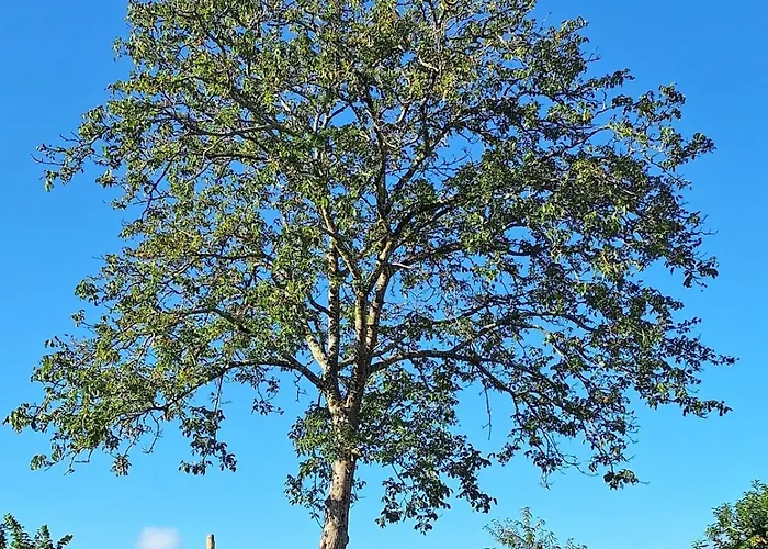 Casa Da Nogueira 펜션